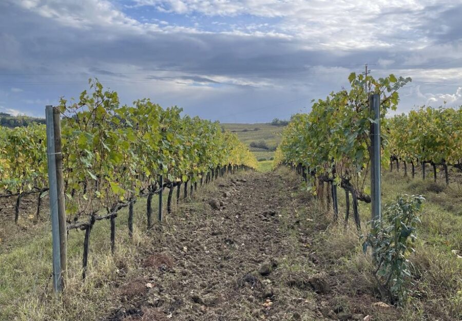 San Gimignano: Vineyard and Cellar Tour with Wine Tasting - Who this tour is perfect for (and who should rethink)