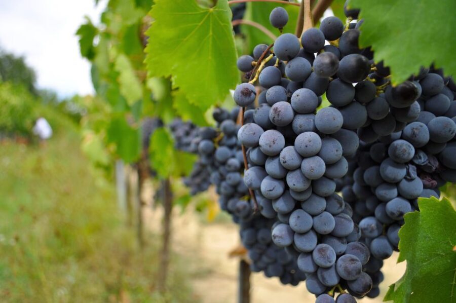 San Gimignano: Vineyard and Cellar Tour with Wine Tasting - Booking advice: should you book this San Gimignano wine tour?