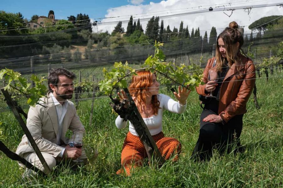 Siena: Educational Wine Tour & Tasting - Vineyard walk: learning the organic agronomic and phenolic cycle