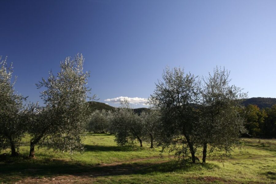 Siena: Half-day Guided Hike to Monteriggioni - Key Things You’ll Notice on This Siena to Monteriggioni Hike