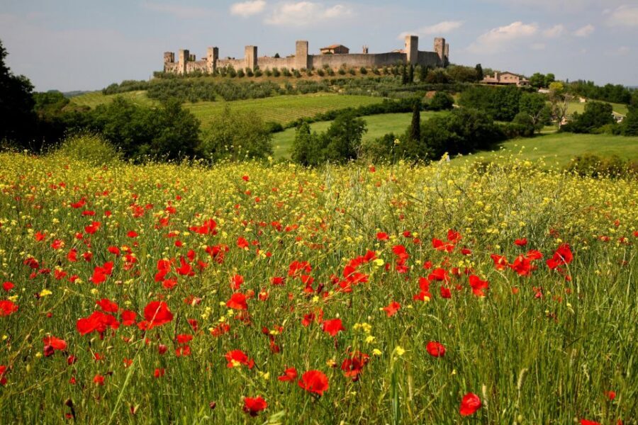 Siena: Half-day Guided Hike to Monteriggioni - Vineyards, Olive Groves, and Castle-View Moments on the Way to Monteriggioni