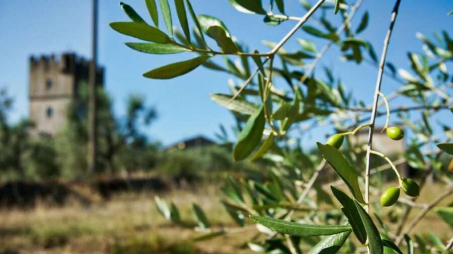 Siena: Half-day Guided Hike to Monteriggioni - Who Should Book This Siena to Monteriggioni Hike