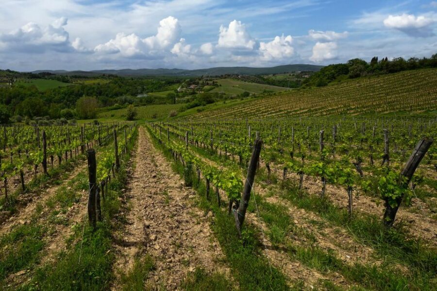Siena: Organic Winery Tour and Wine Tasting - Should you book? My take on the call