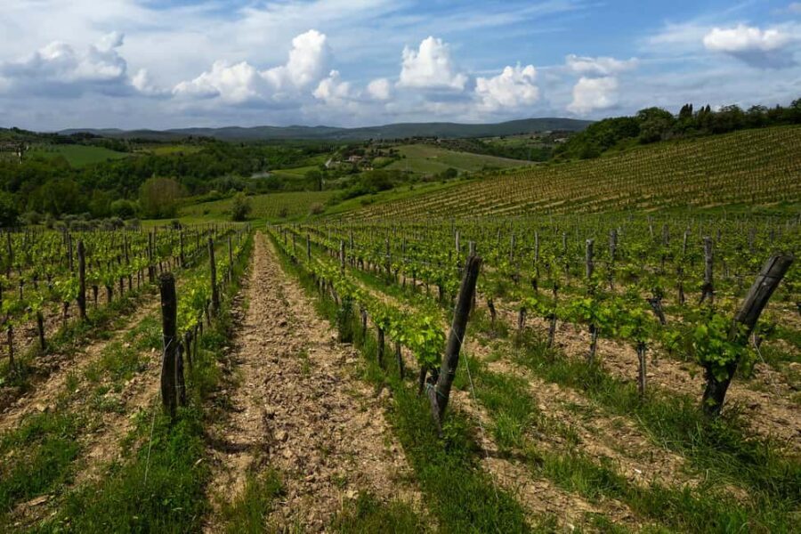 Siena: Organic Winery Tour and Wine Tasting - Guides make or break it: Mia/Maya, Gianluigi, and Renato in the mix