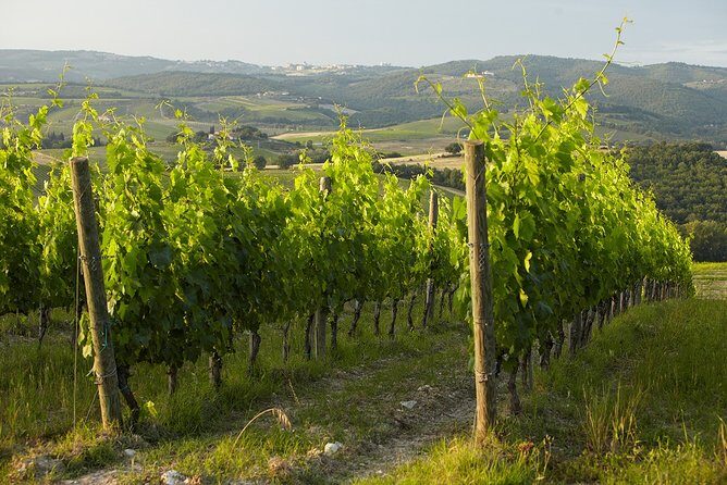 Small-Group Chianti Trip with Wine Tasting from Siena - Why the guide matters on a Chianti day trip