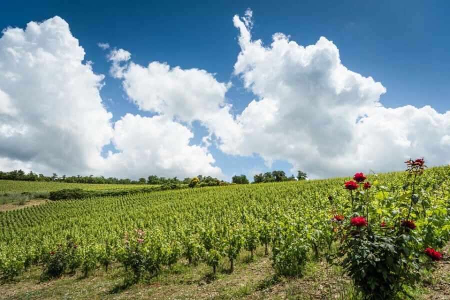 Total Immersion Wine Tour in Chianti - The Food Pairing: Cheese, Salami, Bread, and Extra-Virgin Olive Oil