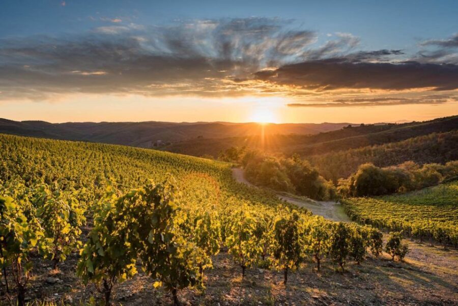 Total Immersion Wine Tour in Chianti - What Organic Winemaking Looks Like at Fattoria di Montemaggio