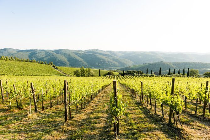 Tour and Tasting at an Organic Winery in the Heart of Chianti Classico Area - Entering Fattoria di Montemaggio: what makes this Chianti stop special