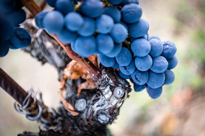 Tour and Tasting at an Organic Winery in the Heart of Chianti Classico Area - Through the cellar: how grapes become wine (and how to taste it)