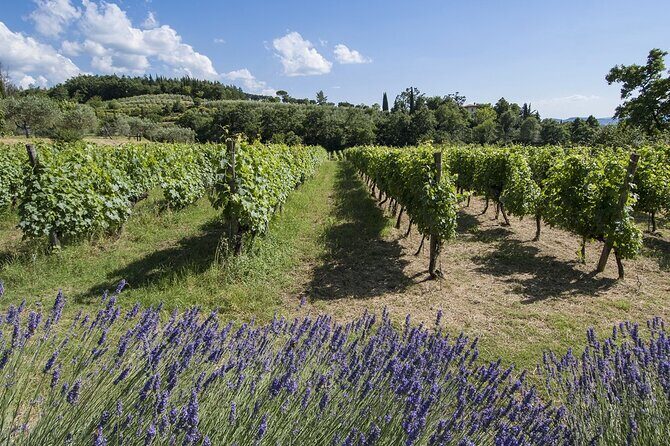 Tour through the vineyards and wine and olive oil tasting in Tuscany - Olive oil tasting at Villa La Ripa: the flavor lesson you’ll remember