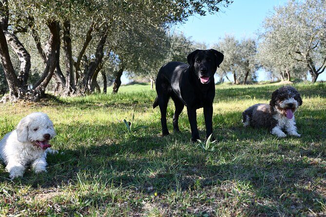 Truffle Hunting Experience Siena Tartufi - Meeting at Porta Romana, then moving toward Siena’s center