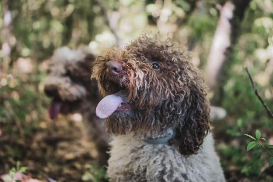 Truffle Hunting in San Gimignano - Price and Value: Is $106 for 2 Hours Worth It?