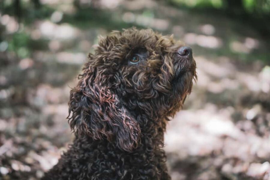 Truffle Hunting in San Gimignano - Buying and Shipping Fresh Truffles After Your Hunt