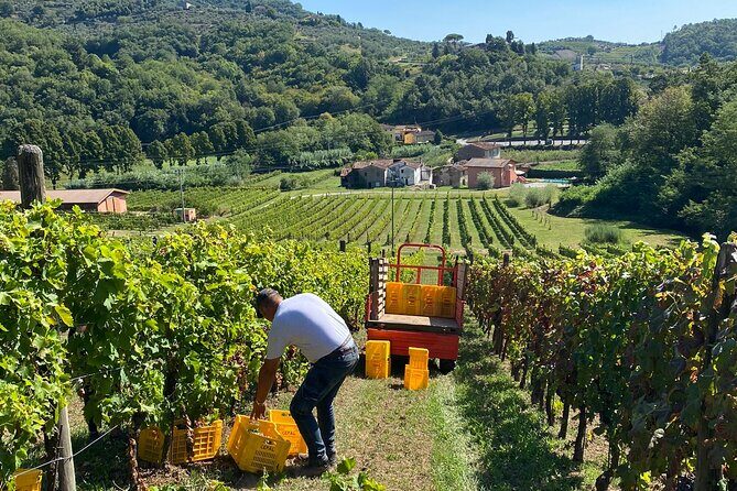 Tuscan Wine Tour in Lucca by van - The guides make the day feel like a warm local plan