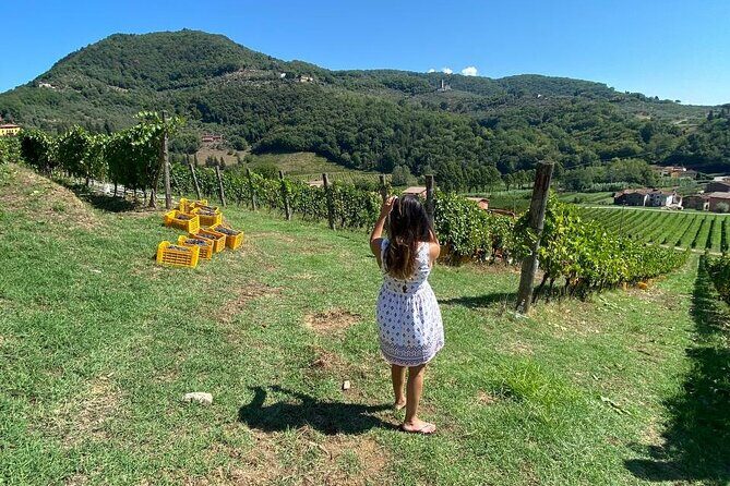 Tuscan Wine Tour in Lucca by van - How the van ride and timing affect your day