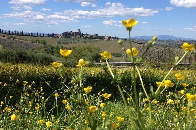Tuscany Bike Tours Through the Chianti Hills with Wine Tasting - Olive Oil Tasting and Shopping: Bring Home Something You’ll Actually Use