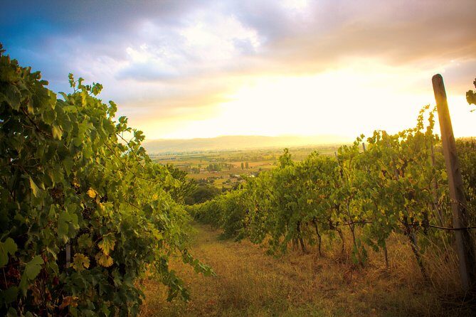 Winemaker for a Day: Tour an Organic Winery - Snack pairing in Umbria: bruschette, cheeses, and tozzetti